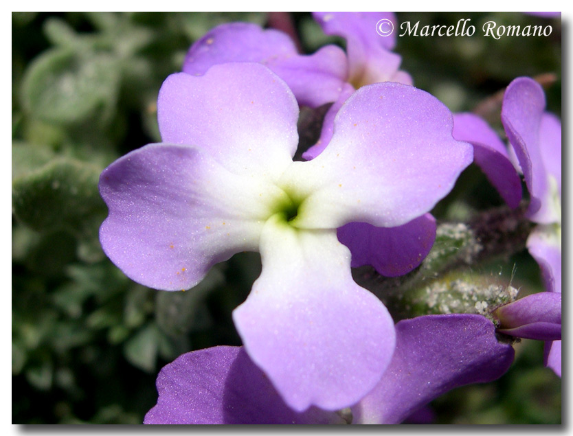 Matthiola tricuspidata / Violaciocca selvatica